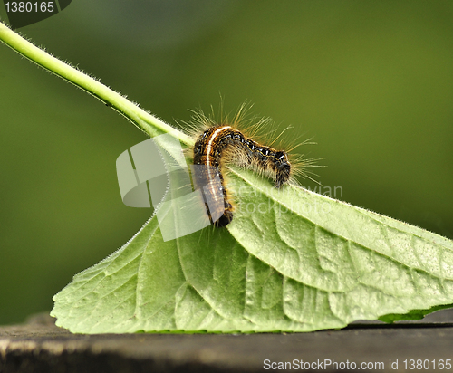 Image of Black caterpillar