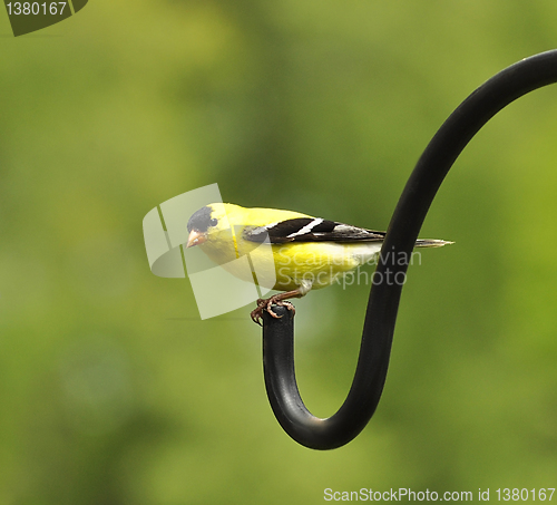 Image of perched goldfinch 