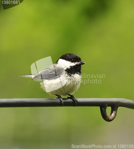 Image of Black-capped chickadee 