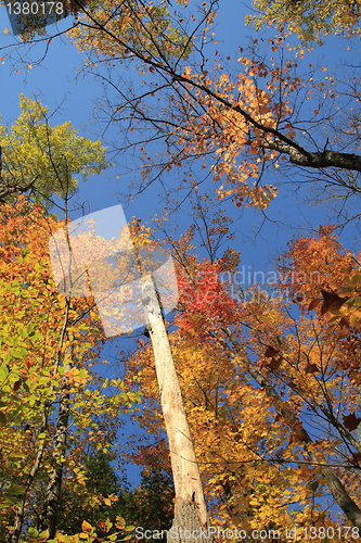 Image of colorful trees