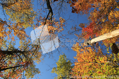 Image of colorful trees