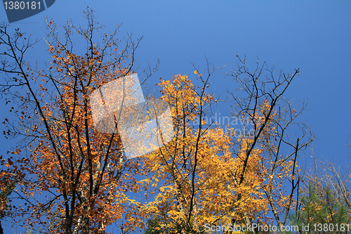 Image of colorful trees