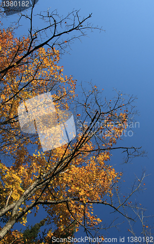 Image of colorful trees