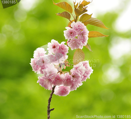 Image of The almond tree pink flowers 