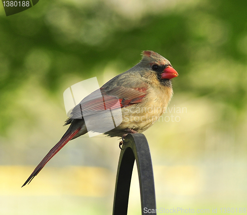 Image of cardinal female 