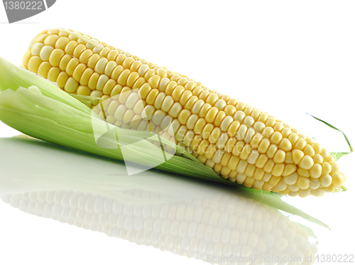 Image of fresh corn