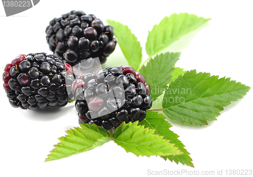 Image of blackberry