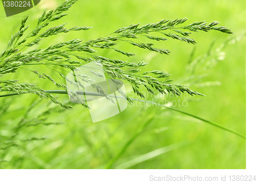 Image of grass background 