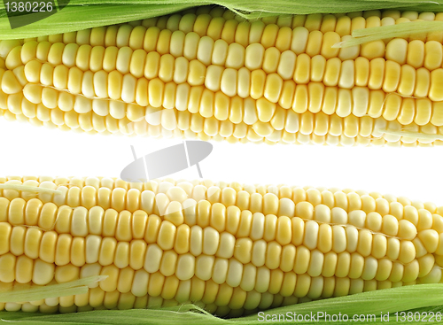 Image of fresh corn