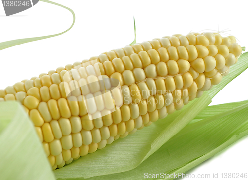 Image of fresh corn