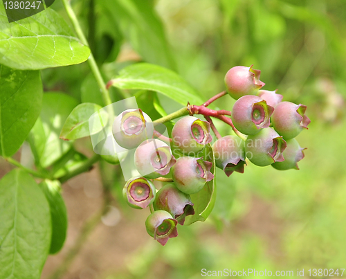 Image of blueberrie