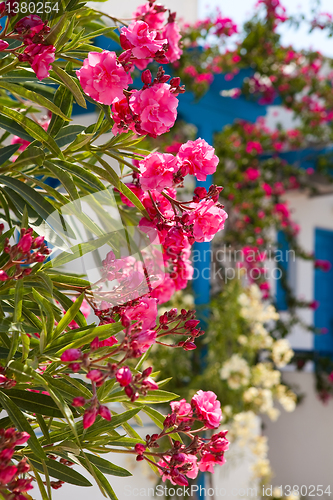 Image of Flowers in Santorini, Greece
