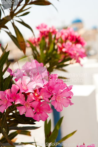 Image of Pink flowers in Perissa, Santorini, Greece