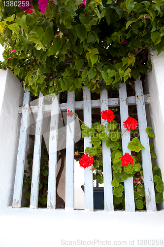 Image of Geranium, Thira, Santorini, Greece