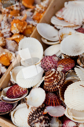 Image of Seashells