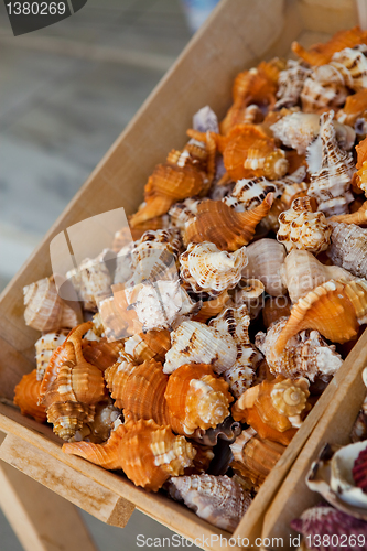 Image of Seashells