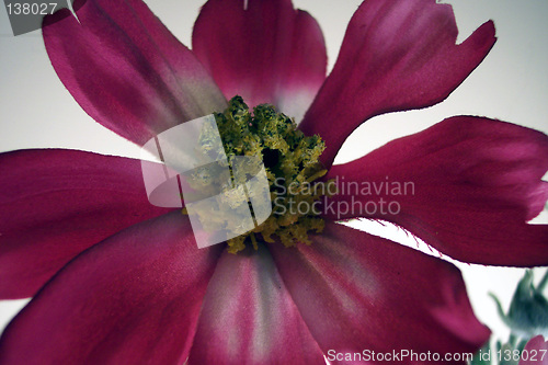 Image of fake red flower