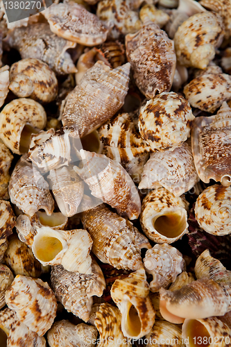 Image of Seashells