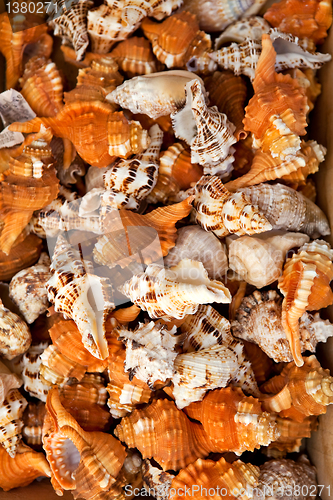 Image of Seashells