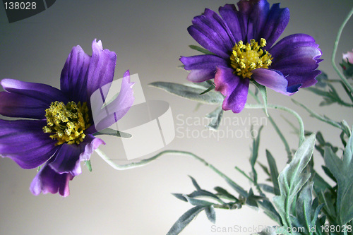 Image of purple flowers