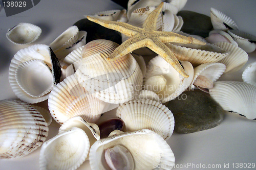 Image of shells and starfish