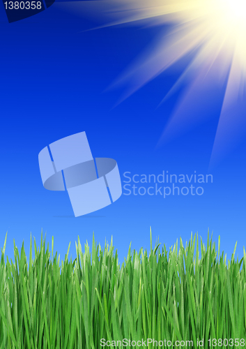Image of Green grass