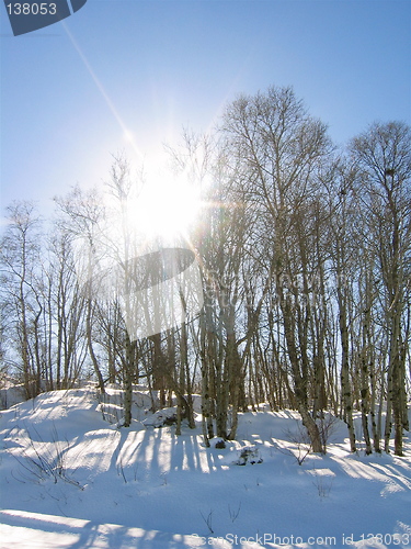 Image of Hardwood forest