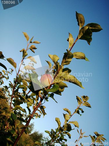 Image of Organic Apples