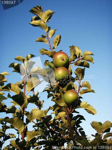 Image of Organic Apples