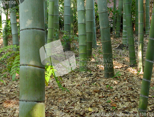 Image of Bamboo forest-detail