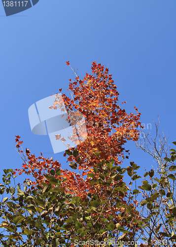 Image of colorful tree