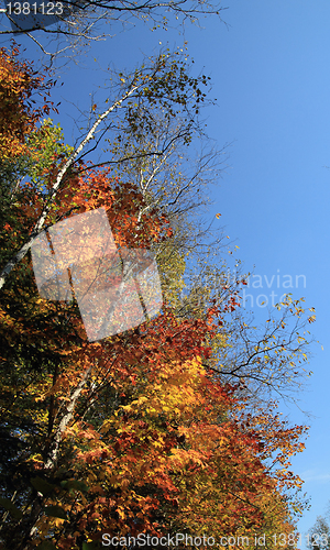 Image of colorful trees