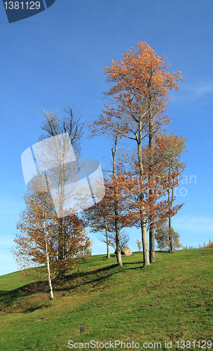 Image of trees in the field