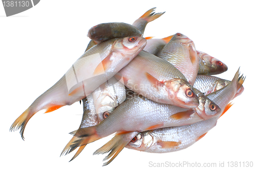 Image of Fish.