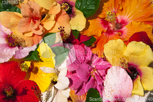 Image of Hibiscus flowers 