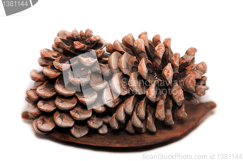 Image of Pine cones