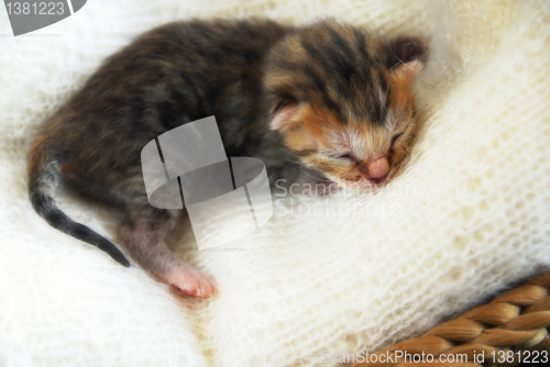 Image of Newborn kitten