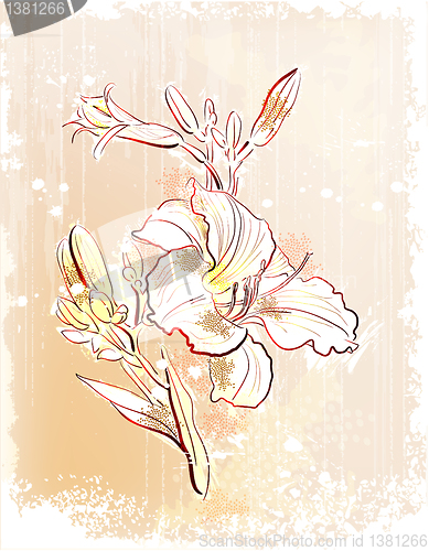 Image of shabby outline Illustration of  the white lily 
