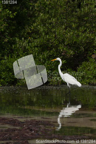 Image of Great Egret