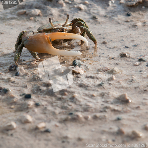 Image of Crab