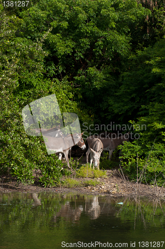 Image of Donkeys