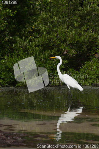 Image of Great Egret