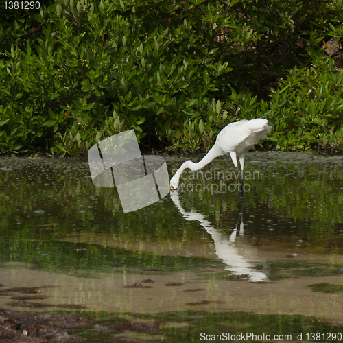 Image of Great Egret