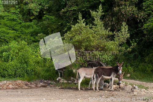 Image of Donkeys