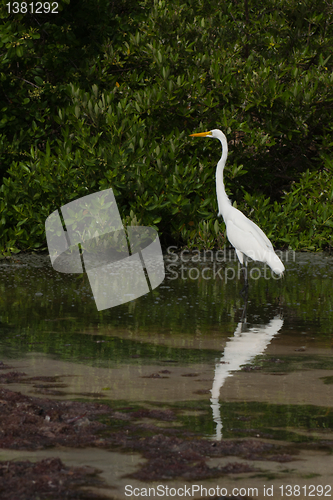 Image of Great Egret