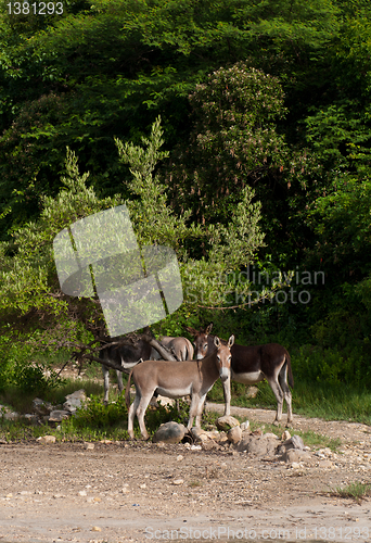 Image of Donkeys