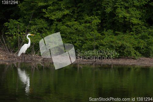 Image of Great Egret