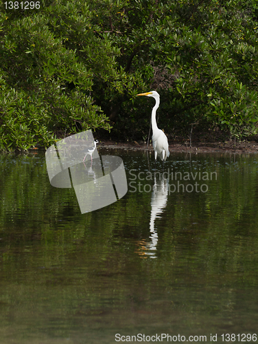 Image of Great Egret