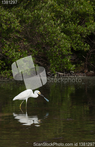 Image of Heron