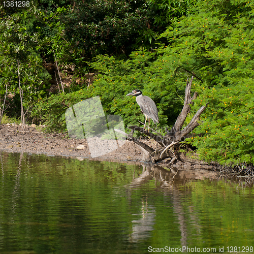 Image of Yellow-crowned Night Heron